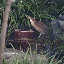 Basic facts about american bittern: Von Schrenck S Bittern Wikipedia
