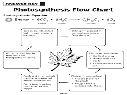Photosynthesis Flow Chart Module 9 Photosynthesis