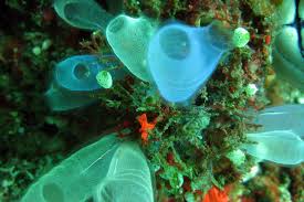 Image result for Tunicate green