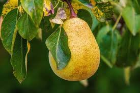 List of evergreen fruit trees. Types Of Fruit Trees With Pictures With Self Pollinating Types