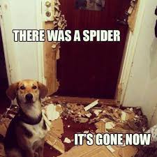 All the most important cat stories of the week. Cat Puns Because Why Not Album On Imgur