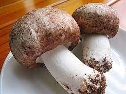 王伯徹 巴西蘑菇學名agaricus blazei，又名巴西洋菇或是柏氏蘑菇、小松菇，原產於中南美洲的巴西、秘魯等地，主要分布於海岸地帶的草場以及巴西東南部聖保羅郊外的碧野達德（piedade）山區，長在野馬排便轉成的天然堆肥上，當地人稱之為cogmelo de deus , 意即 mushroom of god (神菇)，當地居民. å·´è¥¿è˜'è‡ æ±‚çœŸç™¾ç§'