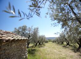 France Huiles Et Olives Les Huiles D Olive De Nos Moulins En Provence Huile D Olive Huile Provence