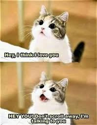 34 Dumme Katzen Meme Zu Ehren Derjenigen Die Kleine A Locher Haben Cheezburger Fun Katzen Witzig Funny Animals Cat Memes Cute Animals