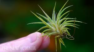 Download the perfect air plant pictures. How Air Plants Grow Without Soil The New Yorker Youtube