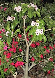 Image result for Adenium boehmianum