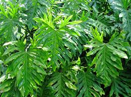 They'll grow in any light but seem happiest in part sun to part shade, growing very large and spreading as they mature. Split Leaf Philodendron
