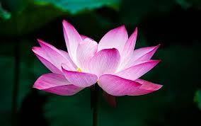 Lastly, the peony is a pretty little flower that is usually pink, purple, or white. Chinese Flowers Meaning Symbolism And Colors