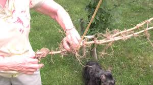 Secure the sheeting down and it will cook the bamboo. Bamboo Takes Over Yard Youtube