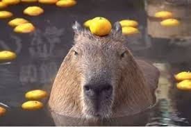 Pin By Lenore On Cute Stuff Capybara Nature Animals Animals