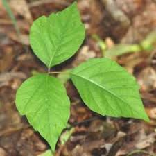 Recognizing poison ivy, oak and sumac. 48 Poison Ivy Poison Oak Poison Sumac Ideas Poison Oak Poison Ivy Poisonous Plants
