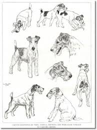 When sourcing a healthy irish terrier puppy it is the breeder that is the most important consideration. Vintage Wire Fox Terrier Illustration Wire Fox Terrier Fox Terrier Smooth Fox Terriers