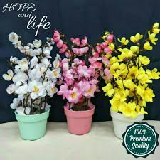 Mau punya rumah dengan hiasan tanaman bunga sakura? Bunga Sakura Bunga Hias Plastik Suvenir Tanaman Hias Hiasan Dinding Hiasan Kamar Rumah Home Dekor Shopee Indonesia
