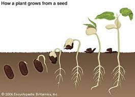Plant Seeds And Watch Them Grow Plant Activities Plant Science Plant Life Cycle