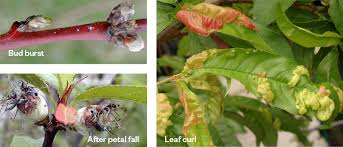 For aphids, use water, neem oil, or ladybugs. Oderings Gardening Guide Protect Your Fruit Trees From Leaf Curl