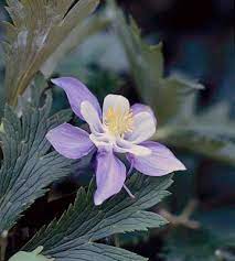 15 Top Native Plants Of The Pacific Northwest Native Plants Plants Planting Flowers