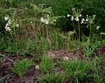 Image result for Pelargonium luridum