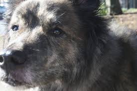 Our rehoming centres are open by appointment only. Game Of Thrones Fans Dump Huskies Shepherds At Shelters