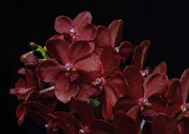Healing The Higher Heart The One Orchid Produced Two Forms Two Essences One By Itself Spirit Of The Higher Heart Orchids Flower Essences Beautiful Orchids