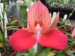 Image result for Disa fragrans