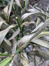 Image result for Sphaeropsis tumefaciens oleander symptoms