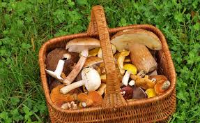 Einfrieren Oder Trocknen Pilze Richtig Lagern Pilze Sammeln Pilze Getrocknete Pilze