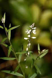 Image result for Polygala usafuensis