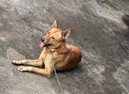 UBND tỉnh Đồng Nai