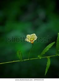 Image result for Xenostegia medium