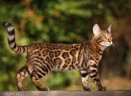 Hcm in bengal cats is a growing problem on reading about hcm from emails disseminated in. When Is A Bengal Cat Full Grown Adult Stop Growing 2019