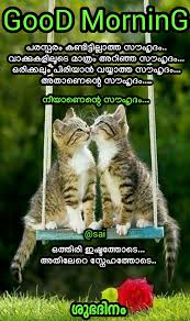 Pin By Safia Bai On Good Morning Malayalam In 2020 Good Morning Friday Good Morning Amazing Flowers