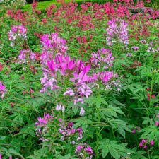 Image result for Cleome iberidella