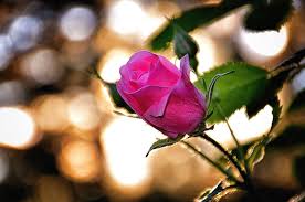 Resultado de imagen de rosas bonitas naturales