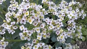 Image result for Crambe hispanica