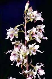 Image result for Eulophia arenicola