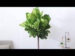 喜欢我养的琴叶榕 简单3招 也能让你拥有一样好的琴叶榕 youtube plant leaves plants leaves