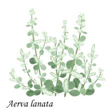 Image result for Aerva lanata