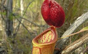 Top 10 most rare flowers in the world. 10 Rare Plants List In The World