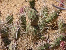 Out of these, the cookies that are categorized as necessary are stored on your browser as they are essential for the working of basic functionalities of. Potato Prickly Pear Colorado National Monument U S National Park Service