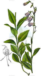 Image result for Monopsis stellarioides