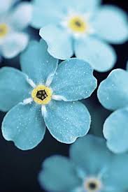 Bellasecretgarden Beautiful Flowers Pretty Flowers Flower Wallpaper