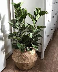 Ficus Lyrata Ficuslyrata Plants Quote Decoracao Interiores Plant Decor Indoor Bedroom Plants Plants