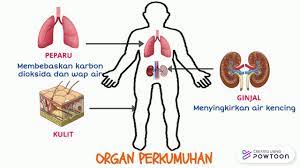 Ginjal terletak di sebelah kiri dan kanan tulang belakang dalam rongga abdomen. Perkumuhan Dan Penyahtinjaan Youtube