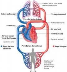 Maybe you would like to learn more about one of these? Contoh Soal Ipa Biologi Sistem Peredaran Darah Manusia