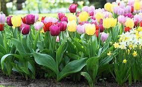 Maybe you would like to learn more about one of these? Top 10 Most Popular Flowers