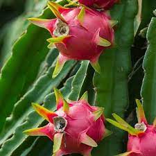 Check spelling or type a new query. Drachenfrucht Pitahaya Hylocereus Undatus Samen Kaufen