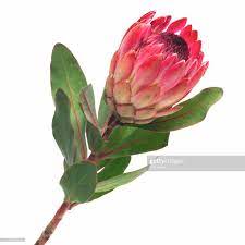 Stock Photo Close Up Of A King Protea King Protea Protea Flower Protea