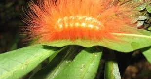 Big Black Caterpillar With Orange Stripes Orange Caterpillar Caterpillar Pictures Beautiful Bugs