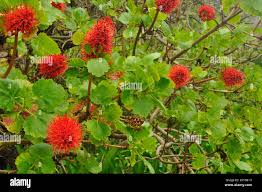 Image result for Greyia