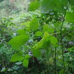 Image result for Solanum anguivi